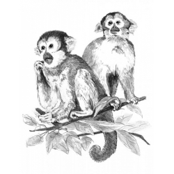 Obrázek Malování SKICOVACÍMI TUŽKAMI- Opičky