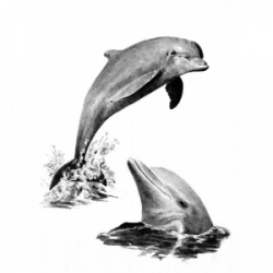Obrázek Maľovanie SKICOVACÍMI ceruzkou-Delfíny - SKBN * 19