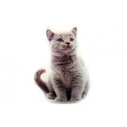 Obrázek Polštářek 32 x 25 cm šedé kotě