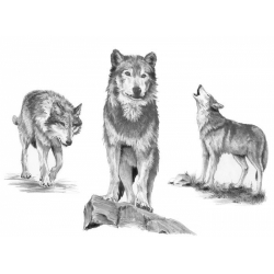 Obrázek Malování SKICOVACÍMI TUŽKAMI - Vlk