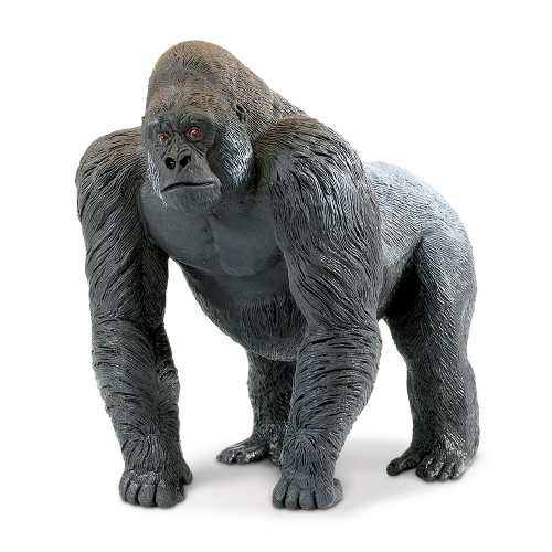 Stříbrohřbetý samec gorily