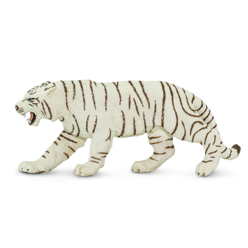 Bílý tygr bengálský