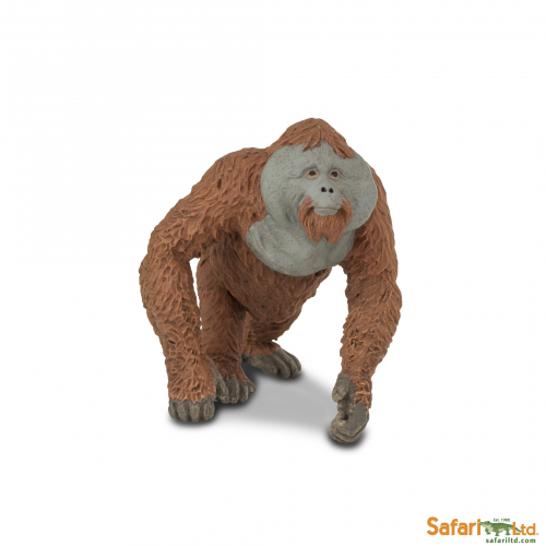Orangutan - samec