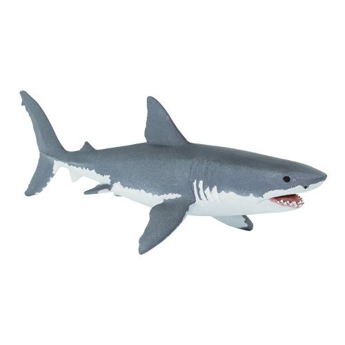Žralok bílý