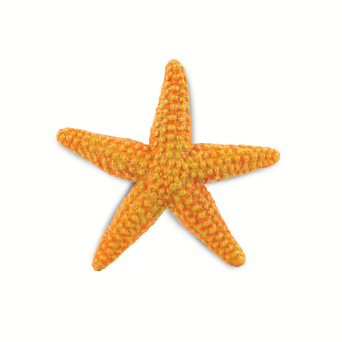 Oranžová hvězdice