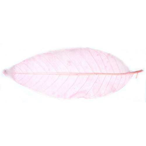 Obrázek Listy magnolie, barevný - 10 ks, o velikosti 20 cm - růžový