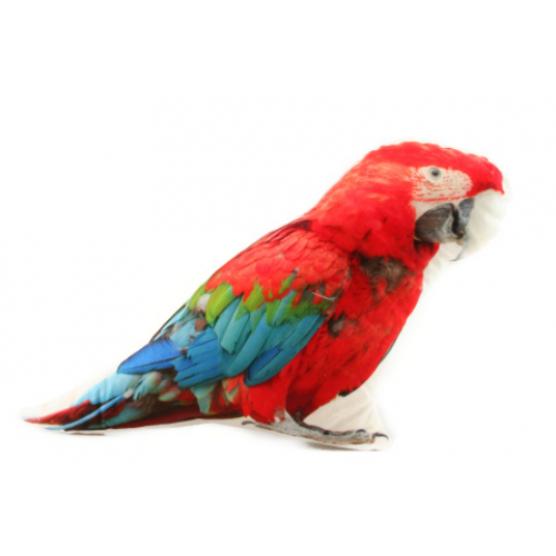 Poltek 25 x 28 cm papouek - Cena : 134,- K s dph 