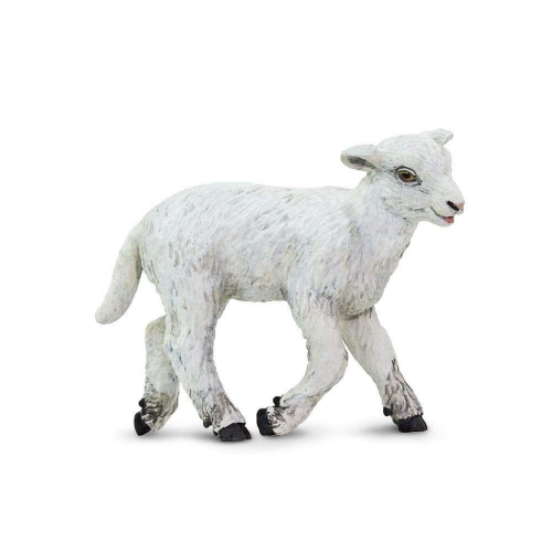 Obrázek Ovce domácí