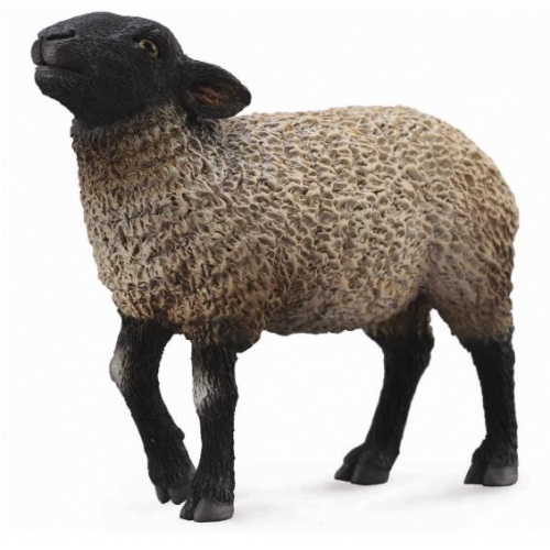 Ovce Suffolk - Cena : 70,- K s dph 